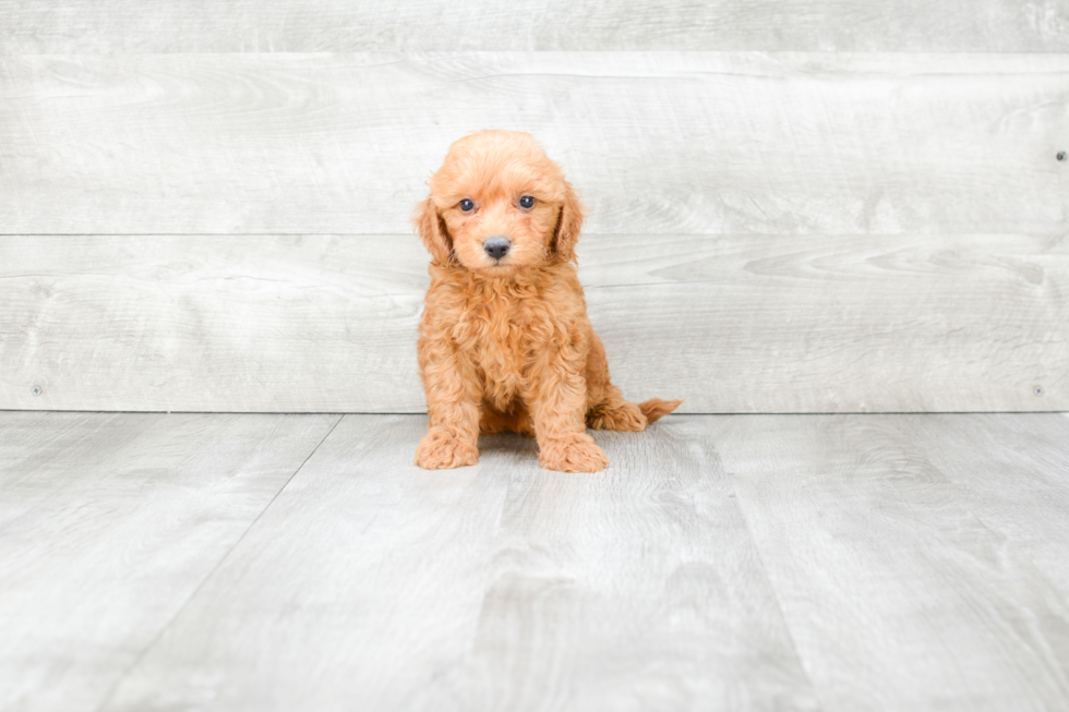 Energetic Golden Retriever Poodle Mix Puppy