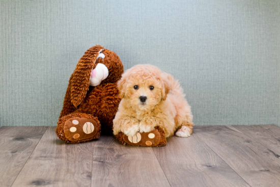 Best Cavapoo Baby