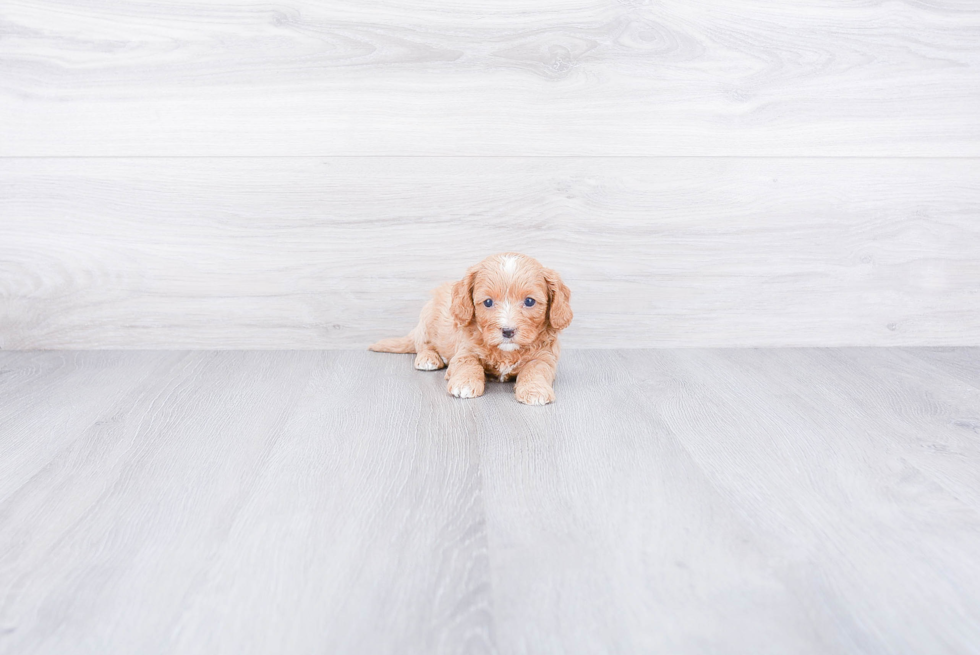 Adorable Cavoodle Poodle Mix Puppy