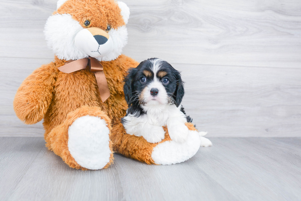 Cavalier King Charles Spaniel Puppy for Adoption