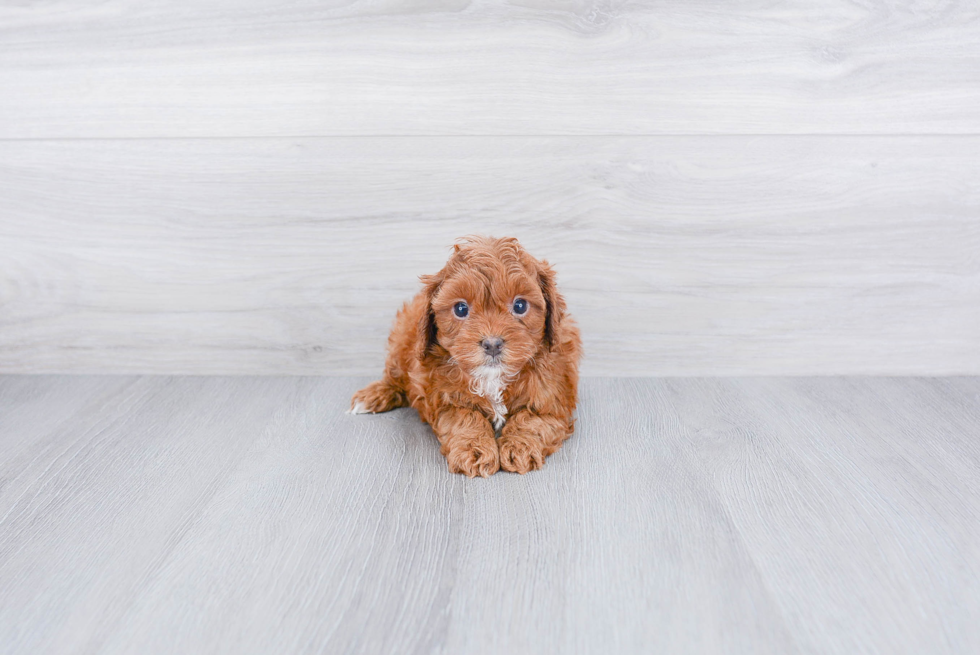 Adorable Cavoodle Poodle Mix Puppy