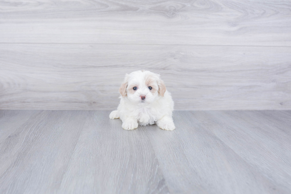 Best Maltipoo Baby