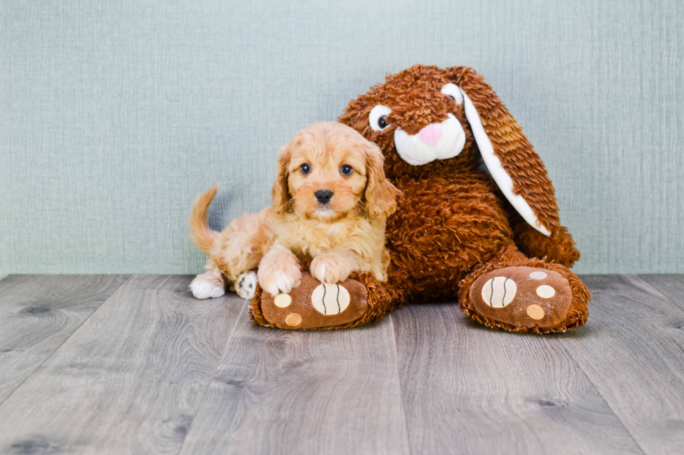 Energetic Cavoodle Poodle Mix Puppy