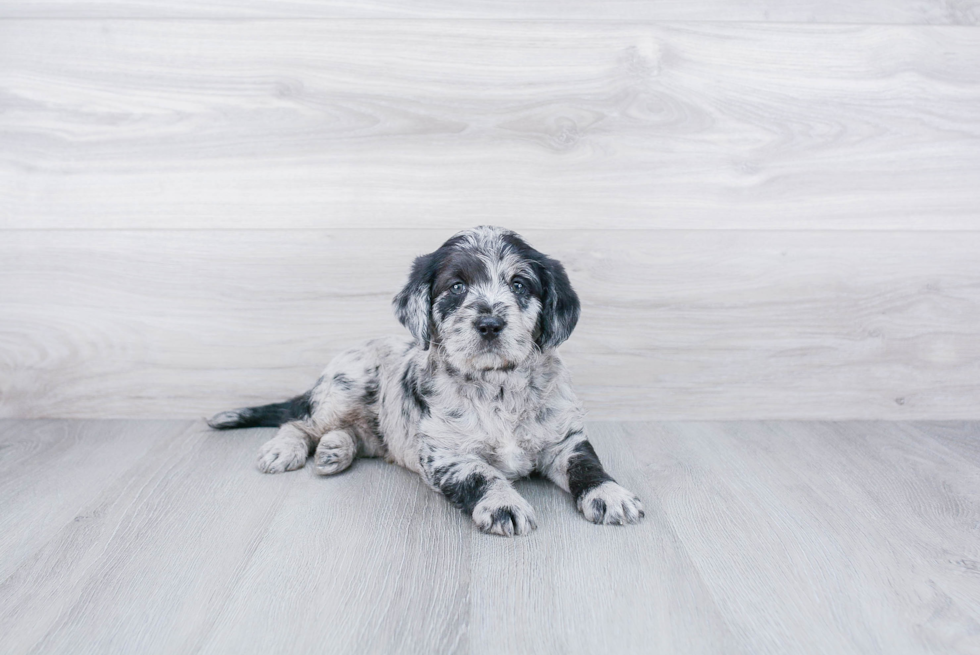 Fluffy Mini Labradoodle Poodle Mix Pup