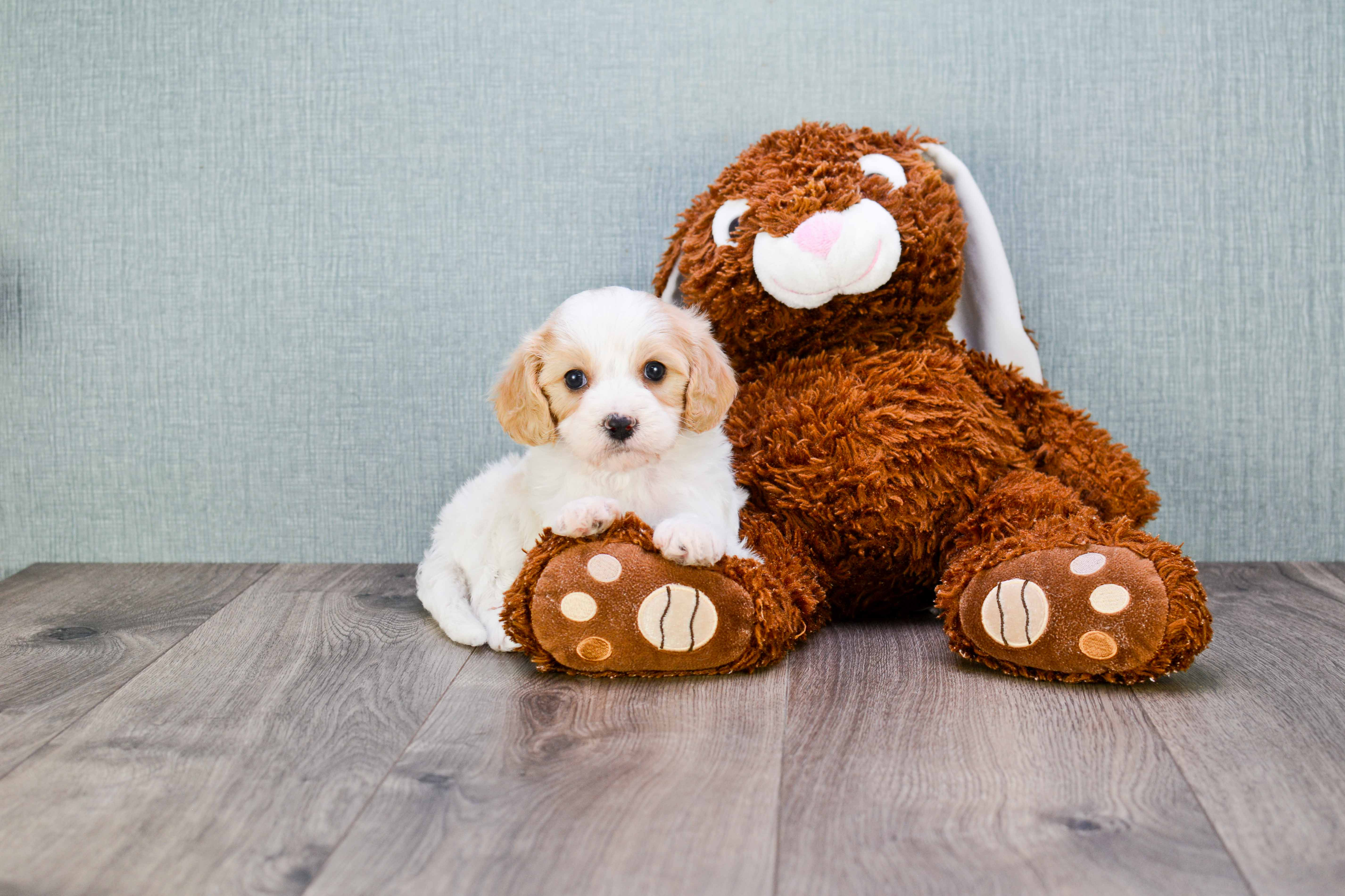 Fluffy Cavachon Designer Pup