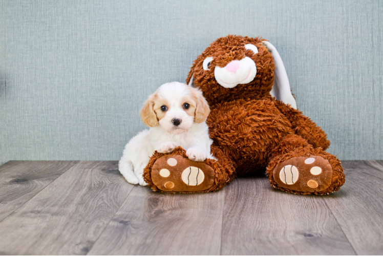 Fluffy Cavachon Designer Pup