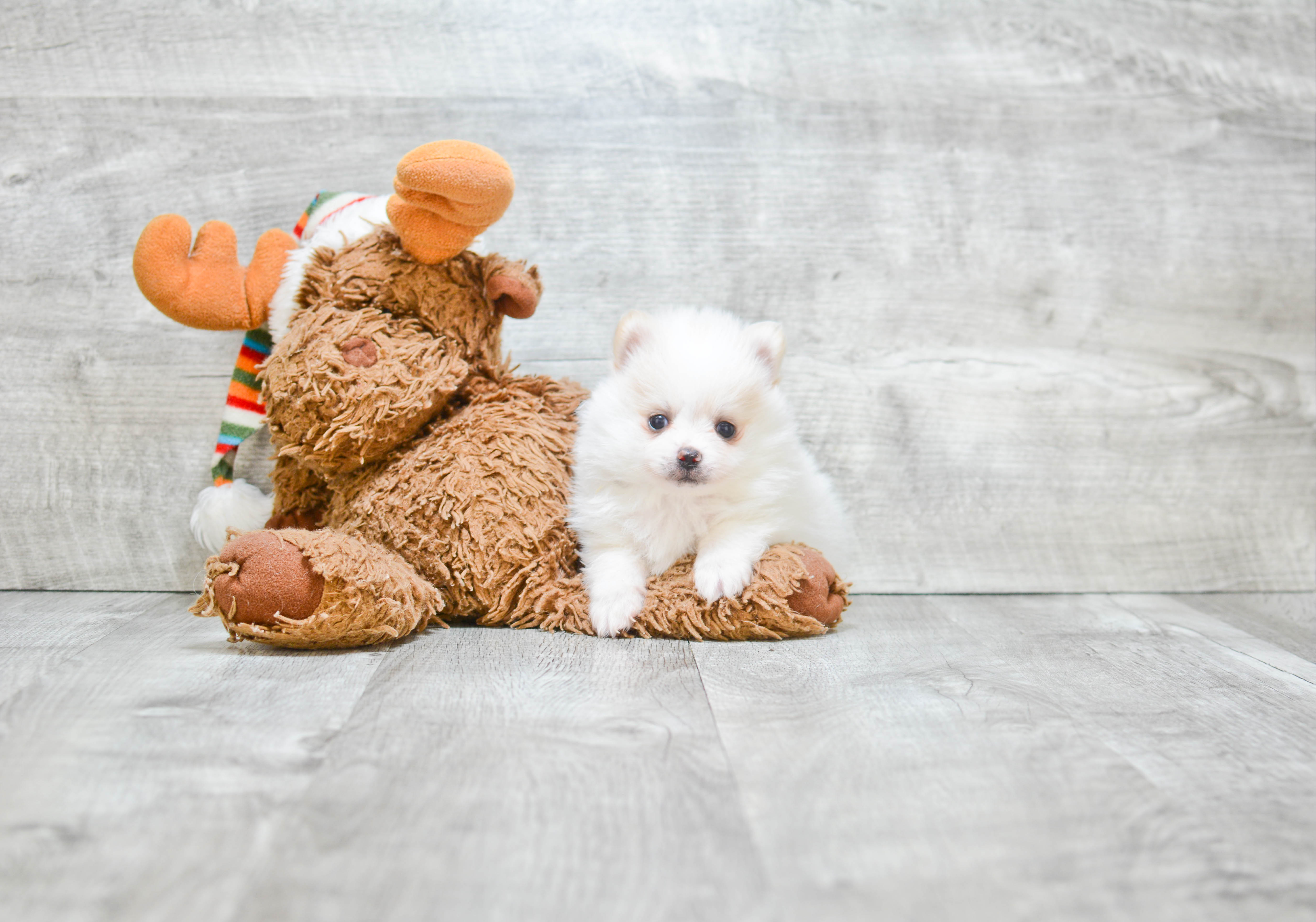 Little Pomeranian Purebred Pup