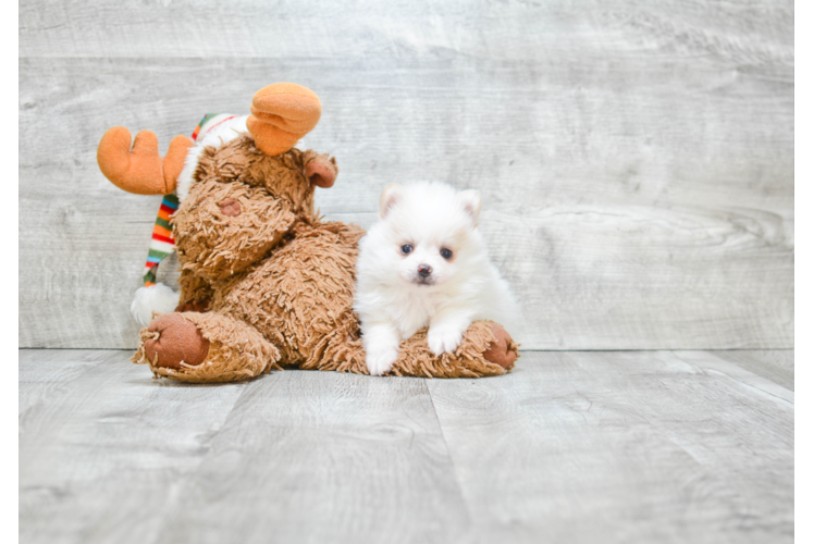 Little Pomeranian Purebred Pup