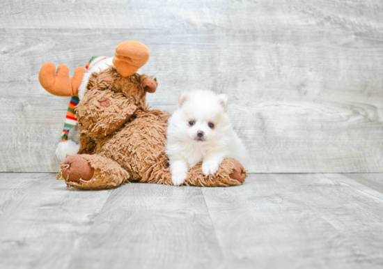 Little Pomeranian Purebred Pup