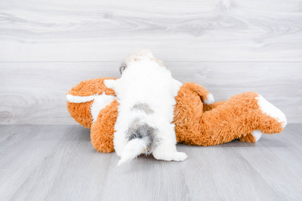 Havanese Pup Being Cute