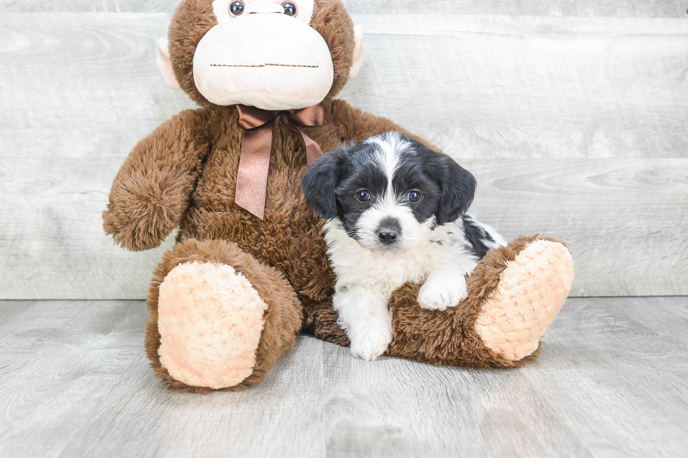 Happy Teddy Bear Baby