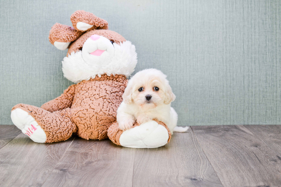 Hypoallergenic Cavalier Designer Puppy