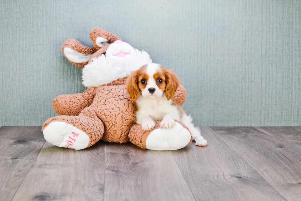 Cavalier King Charles Spaniel Puppy for Adoption