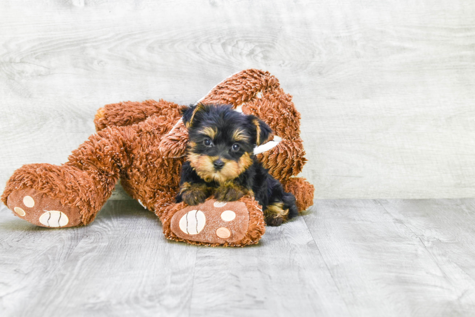 Meet Jenkins - our Yorkshire Terrier Puppy Photo 