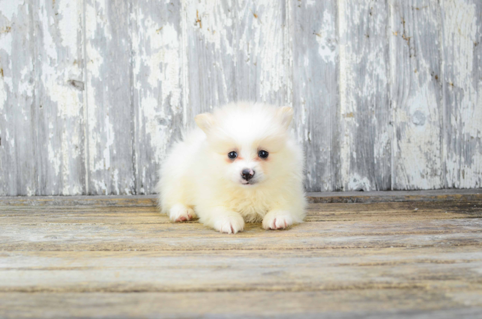 Pomeranian Puppy for Adoption