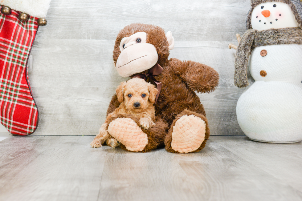 Funny Poodle Purebred Pup