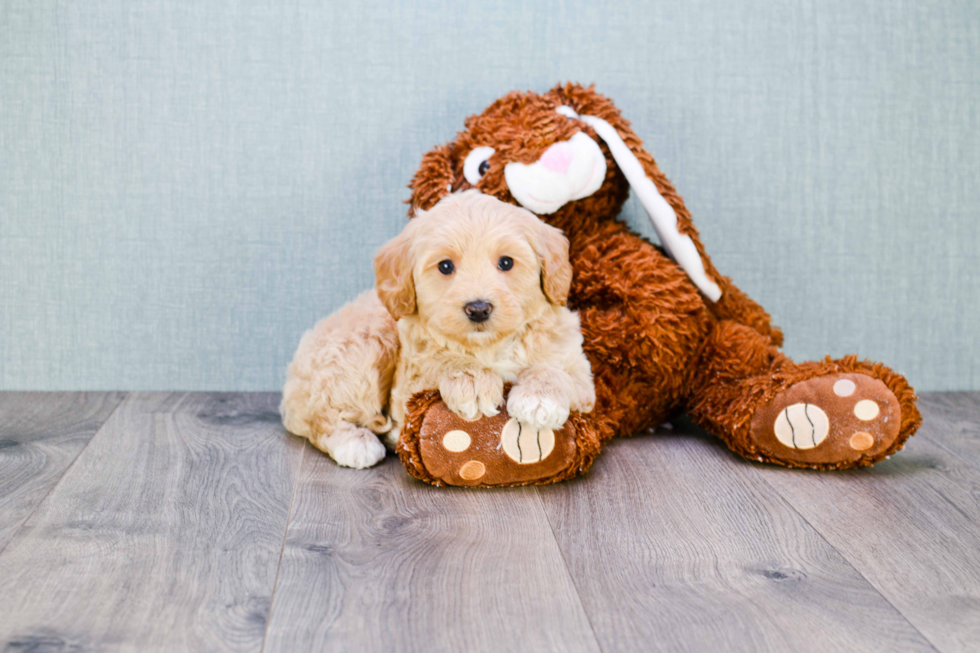 Mini Goldendoodle Pup Being Cute