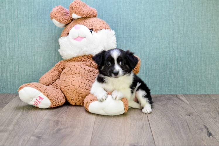 Hypoallergenic Havanese Baby