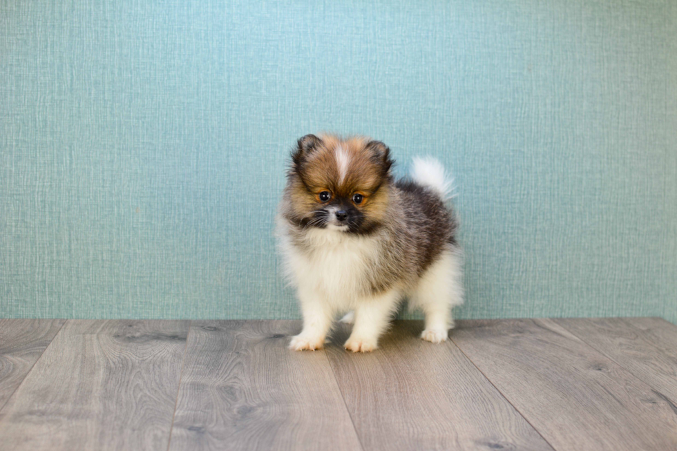 Hypoallergenic Pomeranian Purebred Pup