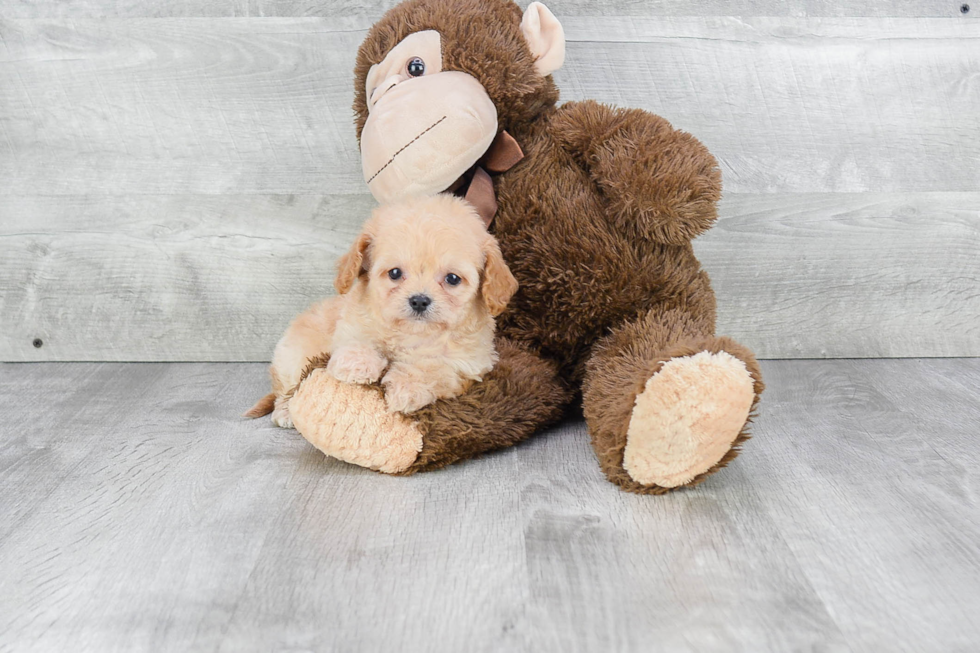Small Cavapoo Baby