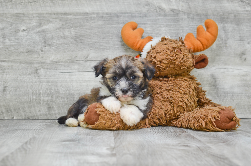 Popular Havanese Purebred Pup