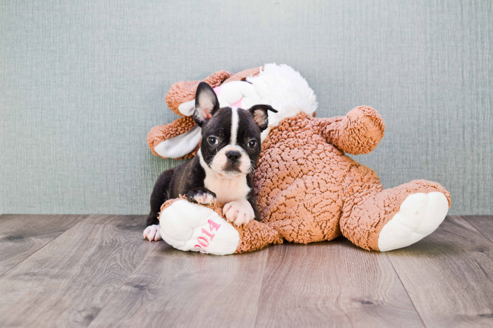 French Bulldog Puppy for Adoption