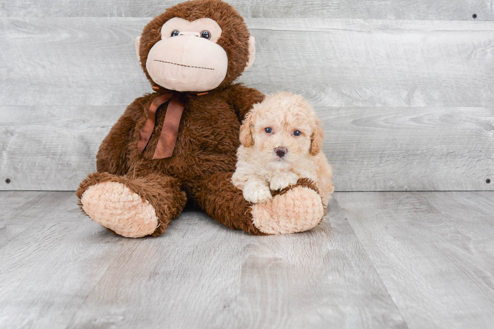 Maltipoo Pup Being Cute