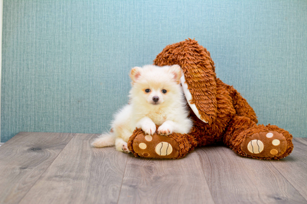 Smart Pomeranian Purebred Puppy