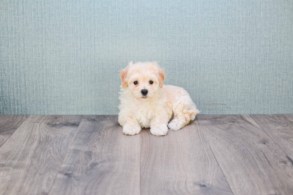 Funny Maltipoo Poodle Mix Pup