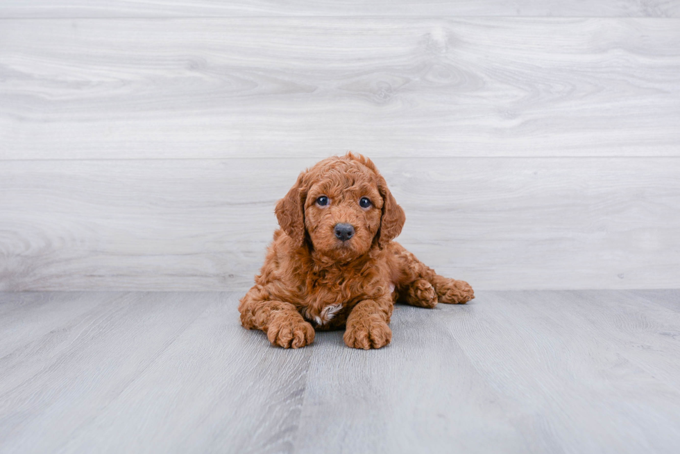 Happy Mini Goldendoodle Baby