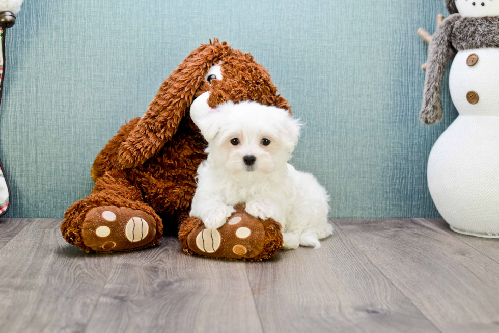 Maltese Puppy for Adoption