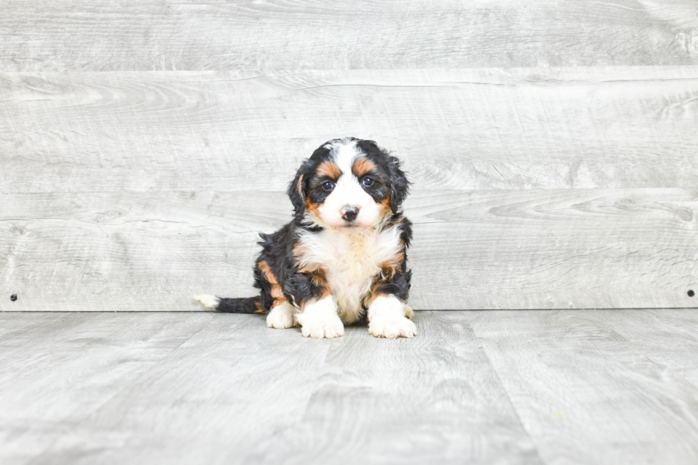 Best Mini Bernedoodle Baby