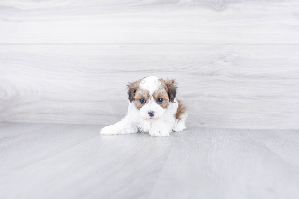 Happy Maltipoo Baby