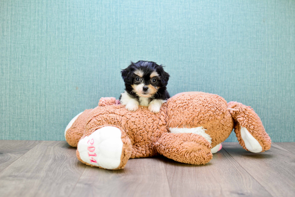 Cavachon Pup Being Cute