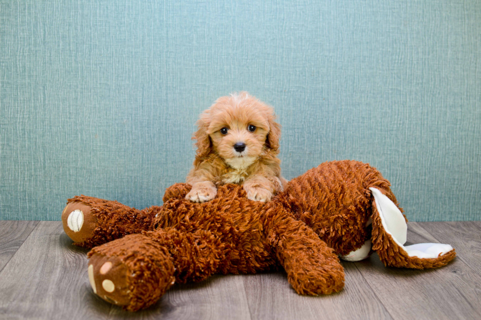 Cavapoo Puppy for Adoption