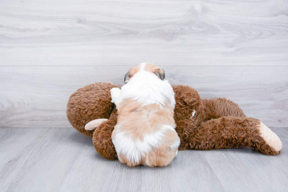 Teddy Bear Pup Being Cute