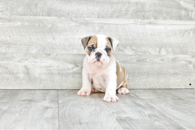 English Bulldog Pup Being Cute