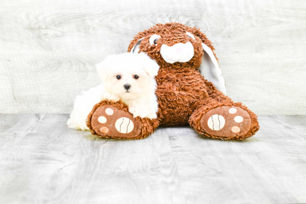 Hypoallergenic Maltese Purebred Pup