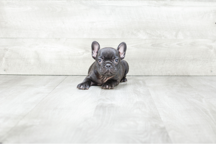 French Bulldog Pup Being Cute