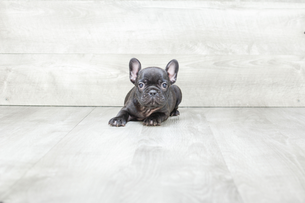 French Bulldog Pup Being Cute