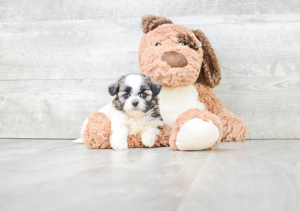 Funny Teddy Bear Designer Pup