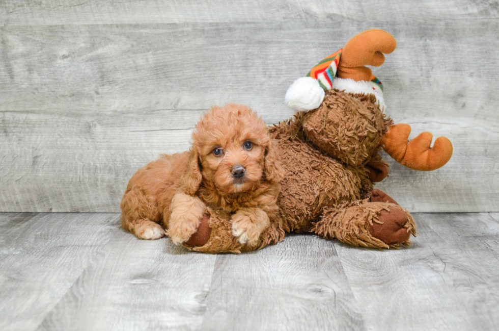 Smart Mini Goldendoodle Poodle Mix Pup