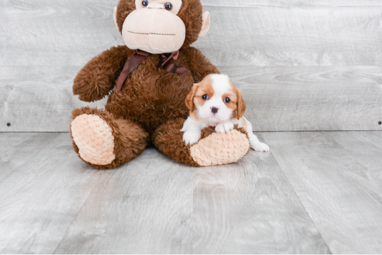 Playful Cavalier King Charles Spaniel Purebred Pup