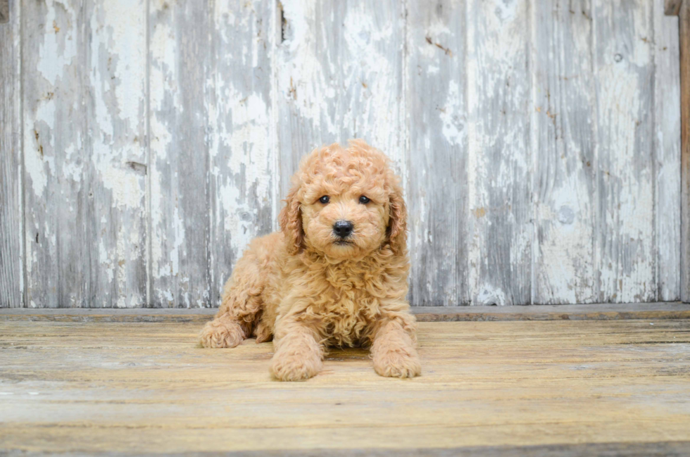 Funny Mini Goldendoodle Poodle Mix Pup