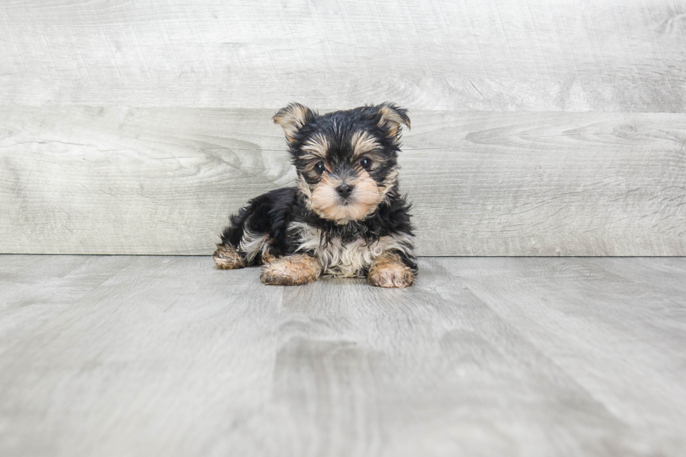 Adorable Yorkie Designer Puppy