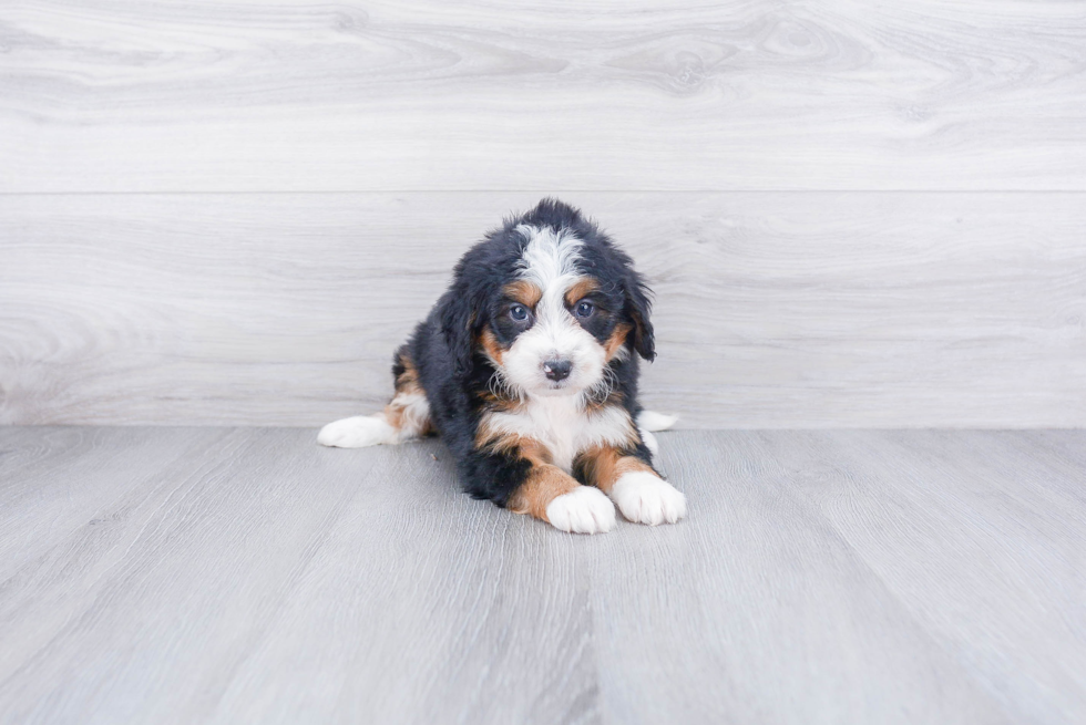 Mini Bernedoodle Pup Being Cute