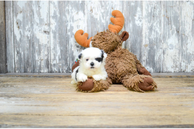 Teddy Bear Pup Being Cute