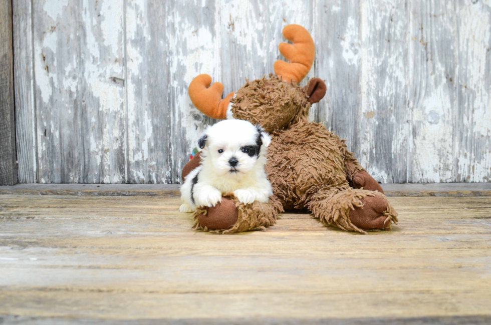 Teddy Bear Pup Being Cute