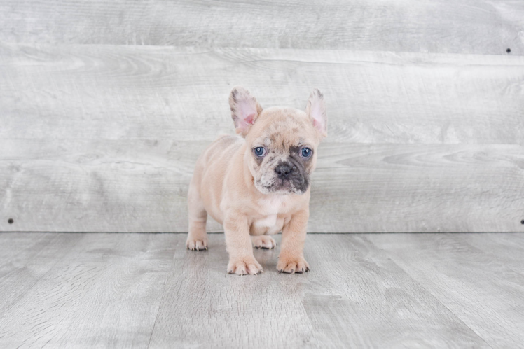 French Bulldog Puppy for Adoption