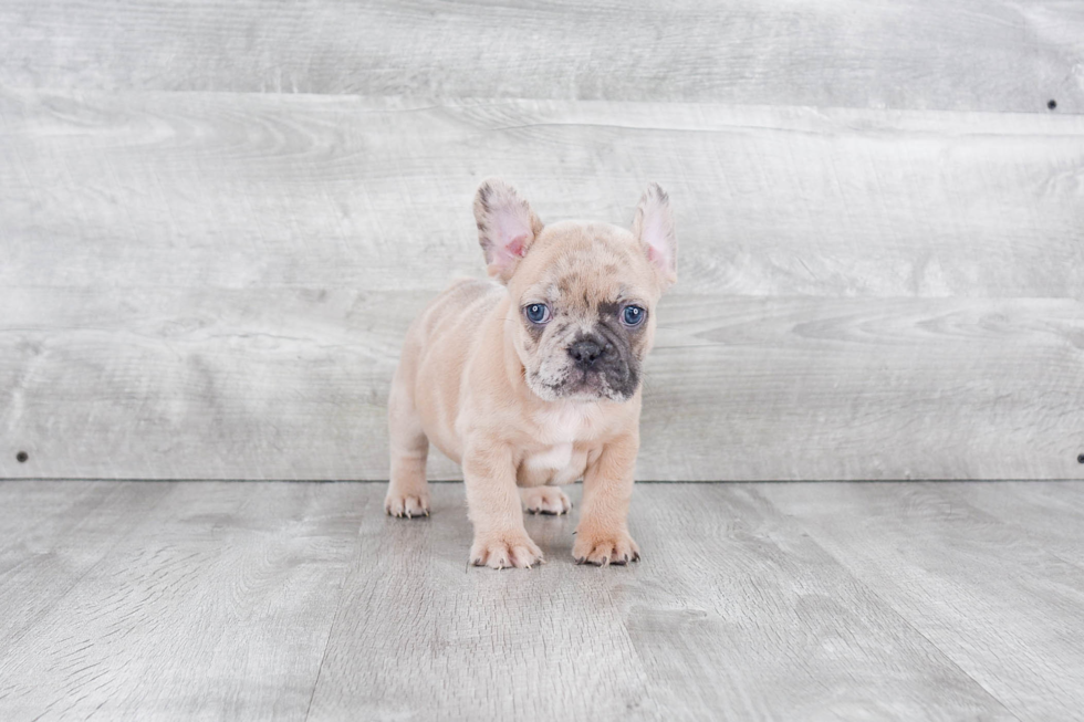 French Bulldog Puppy for Adoption